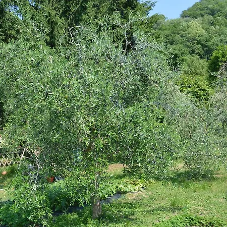 Casa Vacanze Nel Castagneto Apartamento *